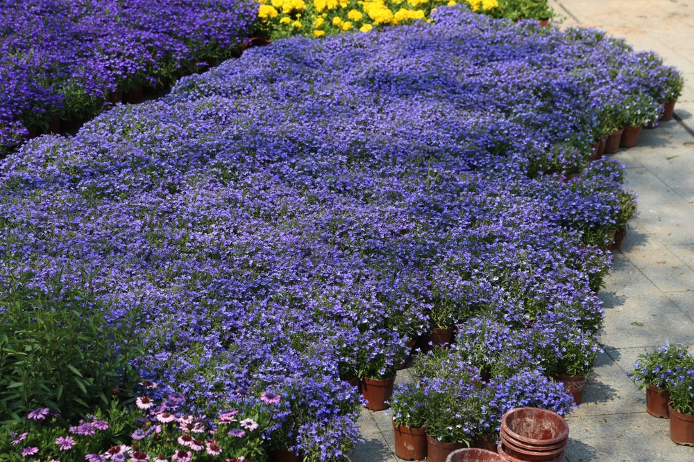 Lobelia