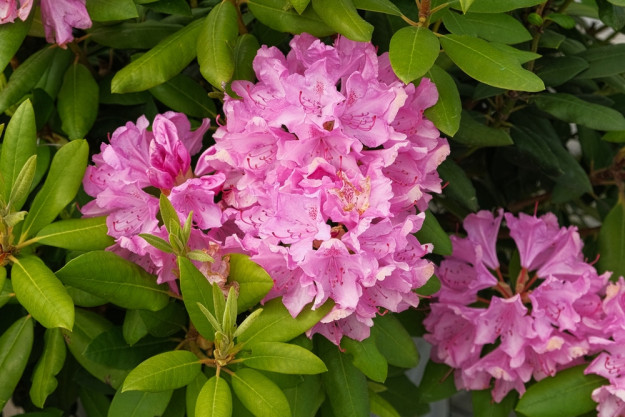 Twoje rododendrony wyglądają, że pożal się Boże?..