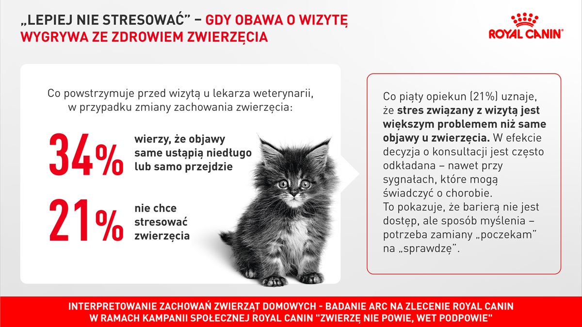 kot z szeroko otwartymi oczami siedzący na jasnym tle